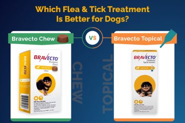 Bravecto Chew Vs Topical for Dogs