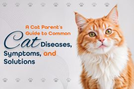 Common Cat Diseases